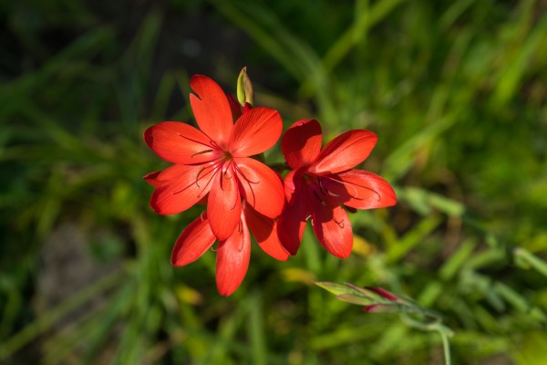 Three Crimson River Lily Blooms - Exquisite South African Beauties in a Garden by GeorgiaM
