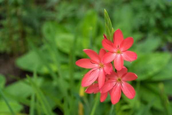 Three Bold Pink River Lily Blooms - Exotic South African Beauties in a Garden by GeorgiaM
