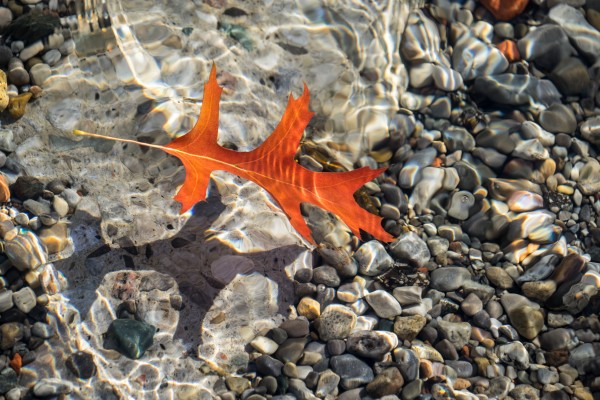 Playful Patterns - Slender Oak Leaf in Bold Vermilion Floating Underwater by GeorgiaM