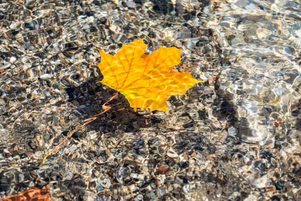 Playful Patterns - Golden Maple Leaf with Scarlet Veins Floating Underwater by GeorgiaM