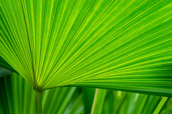 Green Tropical Biophilia - Fan Leaved Palm Tree by GeorgiaM