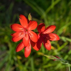 Three Crimson River Lily Blooms - Exquisite South African Beauties in a Garden