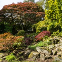 Multicolored Hillside - Foliage Melange in Reds and Greens