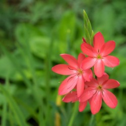 Three Bold Pink River Lily Blooms - Exotic South African Beauties in a Garden