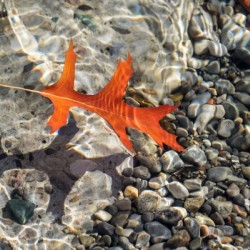 Playful Patterns - Slender Oak Leaf in Bold Vermilion Floating Underwater