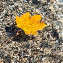Playful Patterns - Golden Maple Leaf with Scarlet Veins Floating Underwater