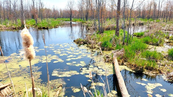 Penninsula Marsh by Marc Denis