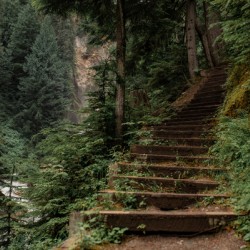 ForestStairway