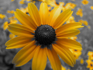 Simply Orange