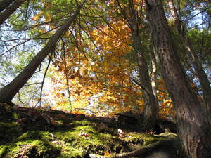 Autumn Rising