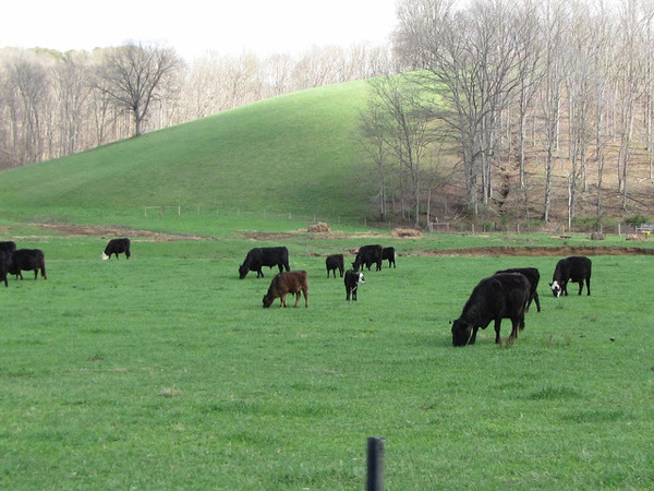 Cows Lullaby Print