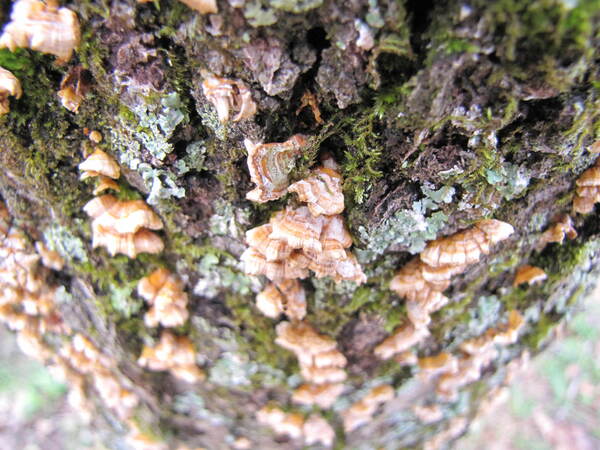 Nature Print
