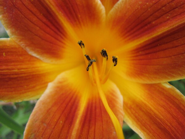Starburst Print