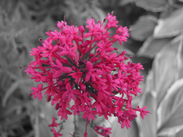 Pinkness Print