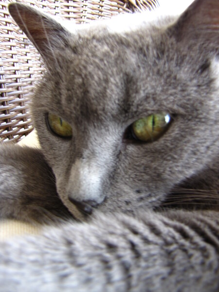 Cat Photo Print