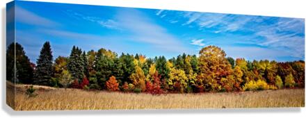  Fall Tree Line Canvas Print