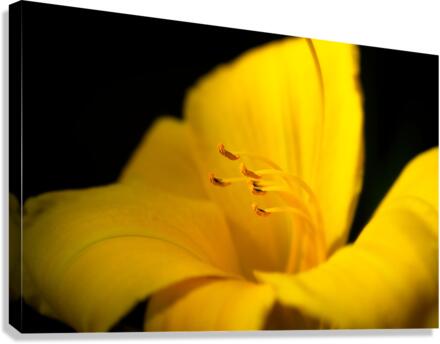 Bowing Stamen Canvas Print