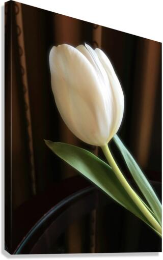 Debs Tulip Canvas Print