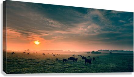 Foggy Cattle Canvas Print