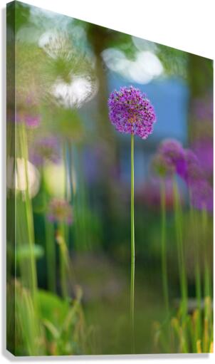 Allium Canvas Print