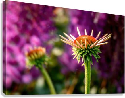 Crown Canvas Print