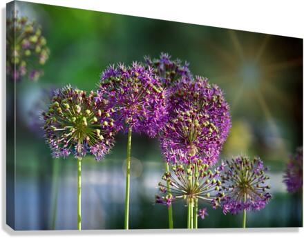 Allium Sun Canvas Print