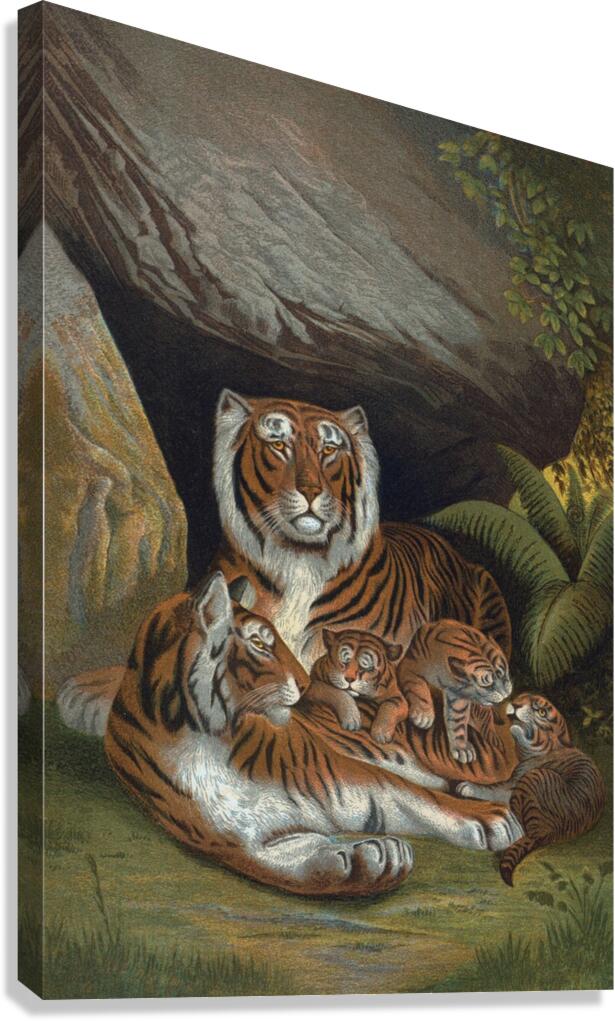 Tiger Illustration Mammal Canvas Print