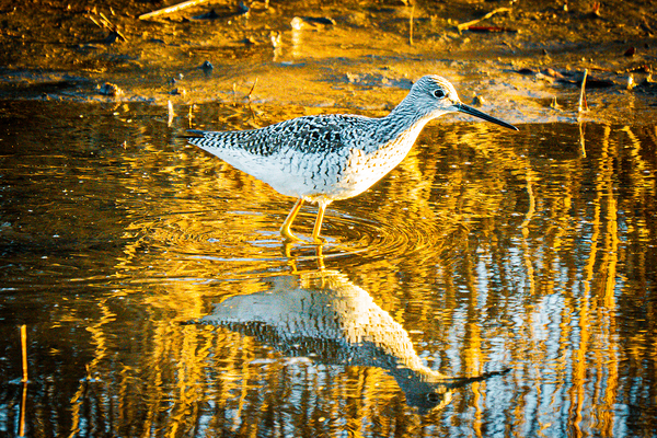  Flecks and Speckles by Ron Miller