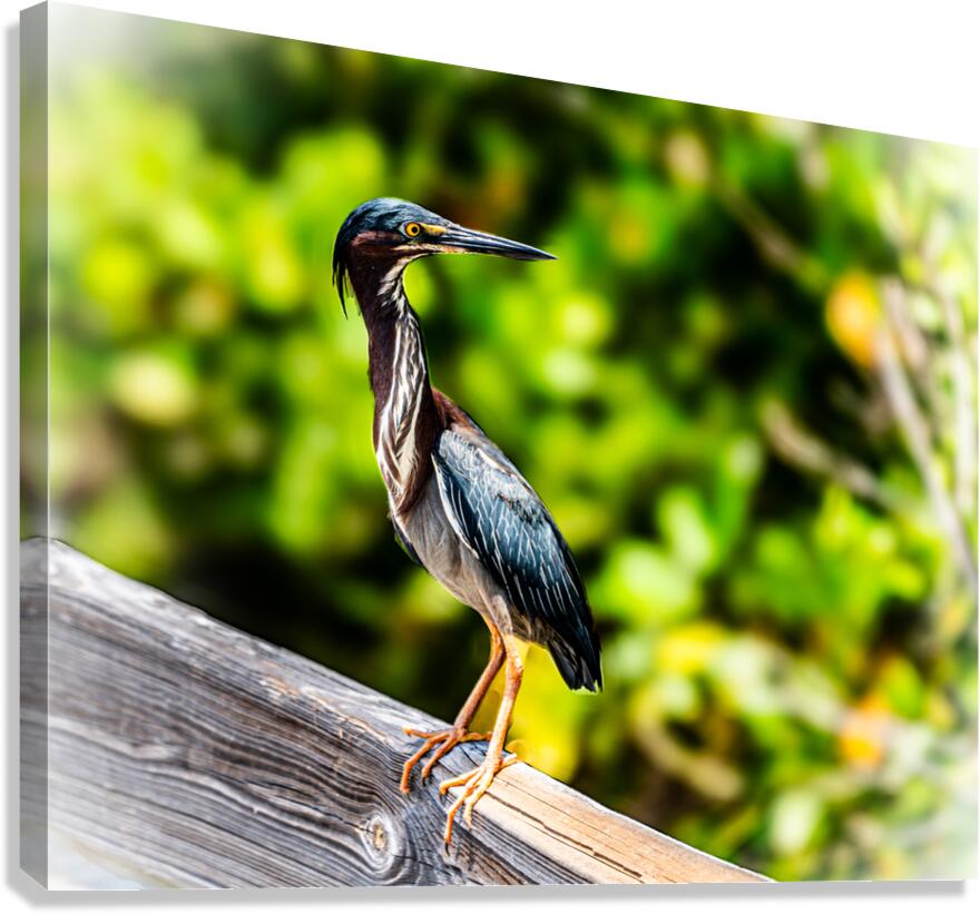 Say what  Canvas Print