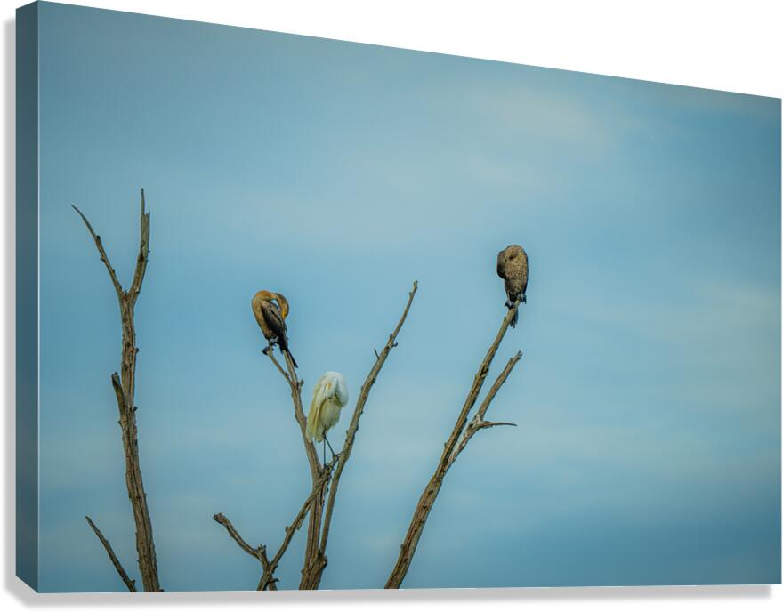  No worries Canvas Print