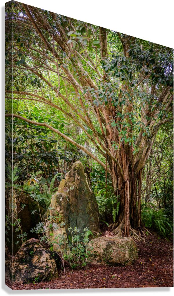 Banyon Tree Canvas Print