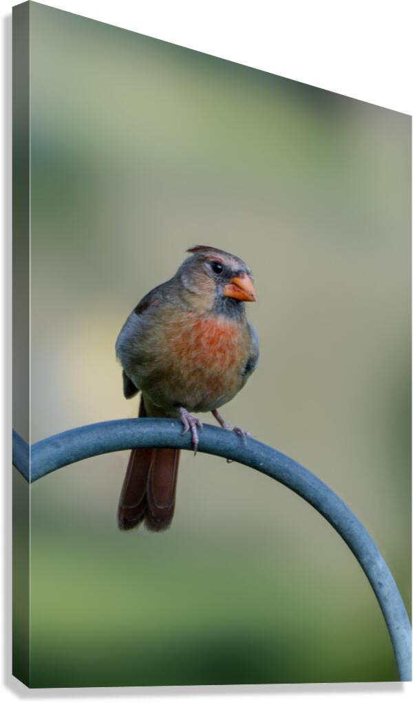  My Mom Canvas Print