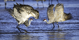 RIVER DANCING AND BOWING CRANES
