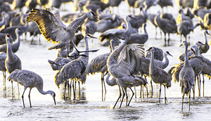 GOLDEN LIGHT CRANE DANCING