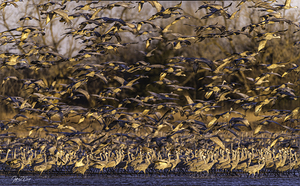 CRANE ROOST LEAVES THE PLATTE RIVER