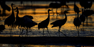 CRANES AFTER SUNSET