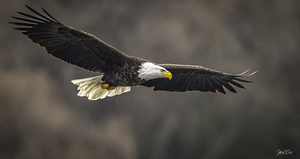SOARING LAKE OGALLALA EAGLE