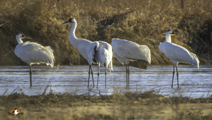 CRANE TRUST WHOOPING CRANES 2024
