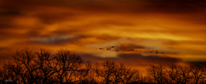NEBRASKA WINTER SUNRISE MIGRATION