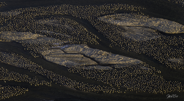 SANDBARS AND SANDHILL CRANES Print