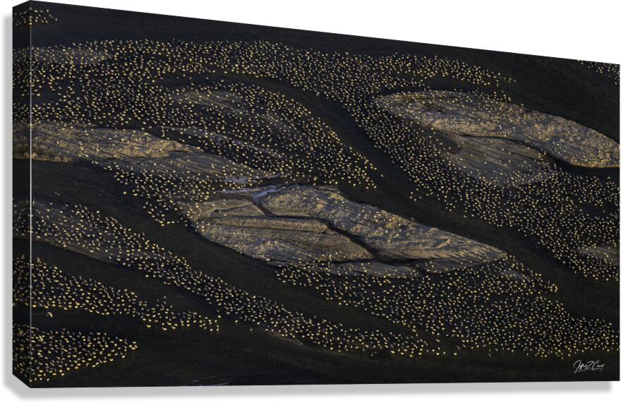 SANDBARS AND SANDHILL CRANES Canvas Print