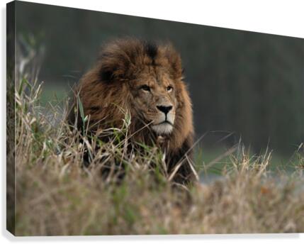 Lion Canvas Print