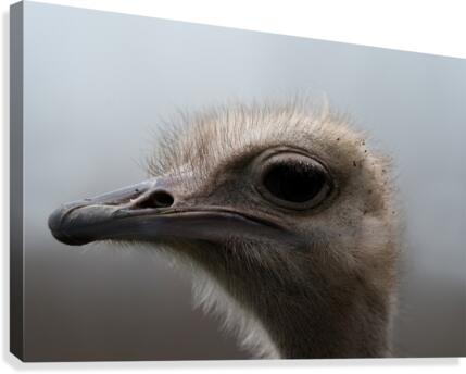 Ostrich Canvas Print