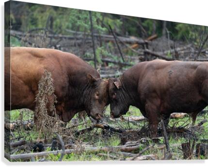 Bulls Canvas Print