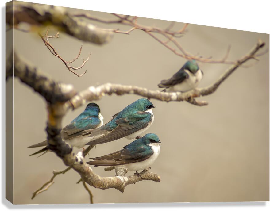 Perched Tree Swallows  Canvas Print