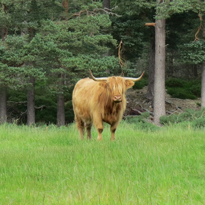 Scottish Bull - square