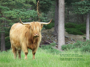 Scottish Bull - large landscape