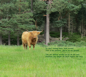 Scottish Bull - landscape