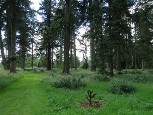 Glamis Castle Grounds
