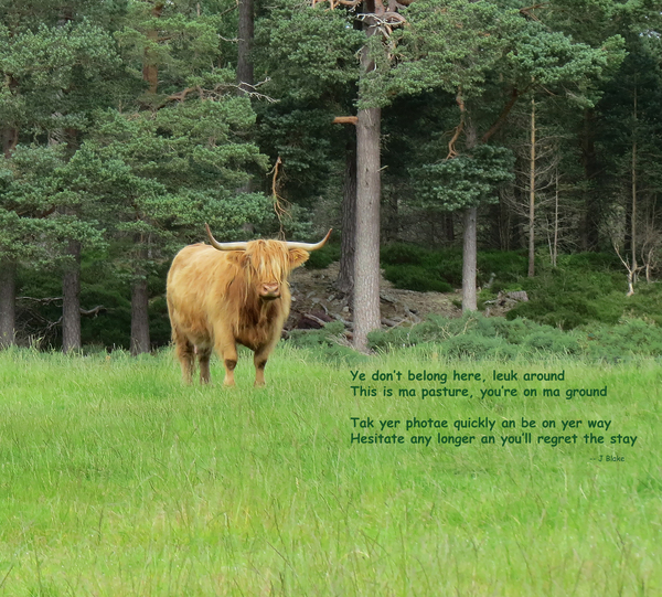 Scottish Bull - landscape Print